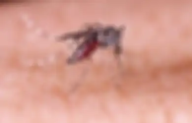 Waspada Demam Berdarah, Lakukan 5 Pencegahan DBD Ini di Rumah!