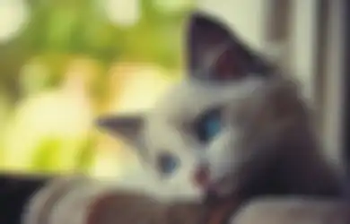Kenapa Kucing Disebut Punya 9 Nyawa? Terungkap Ini Fakta Sebenarnya!