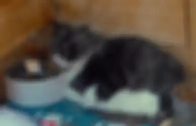 Suka Pelihara Kucing? Ini Alasan Mengapa Si Pus Harus Divaksin