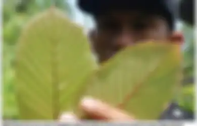 Diusulkan BNN Masuk Daftar Narkotika, Kratom Pernah Sebabkan Ratusan Orang Meninggal dan Seorang Bayi Terlahir Menjadi 'Pecandu'