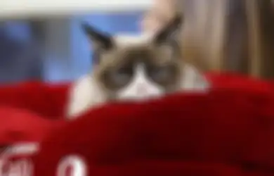 Perhatiin, 6 Tanda Ini Mengatakan Kucing Benci Sama Kita, Lho!