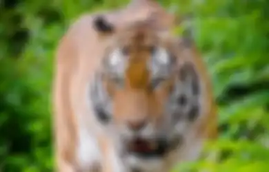 Sosoknya Penyabar tapi Menyeramkan, Ini 3 Weton Kesayangan Khodam Harimau Berjiwa Pemimpin