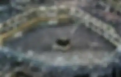 Mekkah Mulai Dibuka untuk Jamaah, Arab Saudi Langsung Lempar Aturan Tegas Orang dengan Penyakit Tertentu Dilarang Laksanakan Umrah, Berikut Daftarnya