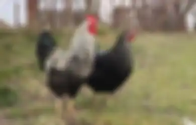 Menakutkan, Hati-hati Dapat Sebakan Penyakit Menular Saat Beternak Ayam di Belakang Rumah, Ini Kata Ahli