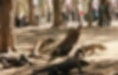 Anggota DPR RI: Jangan Sampai Pulau Komodo Berubah Jadi Pulau Mang Dodo