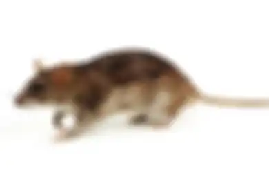 Ih Geli! Ini 5 Tanda Kalau Rumah Kita Jadi Sarang Tikus. Basmi Segera!