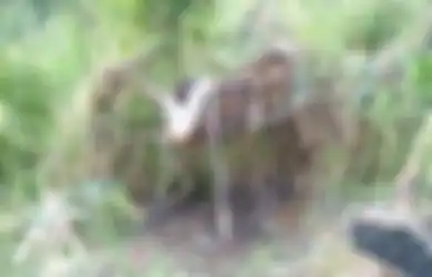 Hilang Selama 5 Tahun Sampai Dikira Sudah Lenyap, Laki-laki Ini Ditemukan Masih Hidup di Semak-semak, Kok Bisa?