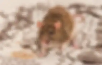 Siapa Sangka Letakkan Cengkeh di Sudut Buat Tikus Kabur dari Rumah, Emak-emak Wajib Tahu!
