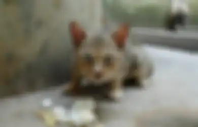 Memilih Makanan Kucing Enggak Boleh Sembarangan! Perhatikan Hal Ini!
