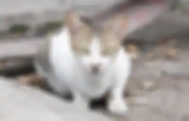 Jangan Diabaikan, Ini Penyebab Kucing Kita Jadi Malas Makan!