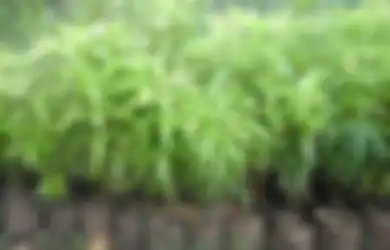Tanaman Hias Pengusir Nyamuk Demam Berdarah, Ini Jenis-jenisnya