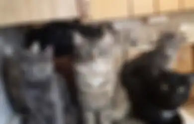 Kenali Gejala Stres pada Anjing dan Kucing, Ini Tanda-tandanya!