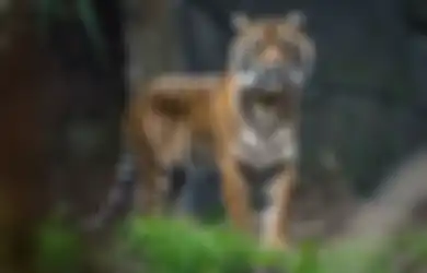 Lompat ke Batas Pagar hingga Naik ke Atas Kandang, Tingkah Ganas Harimau Benggala Taman Margasatwa Banjarnegara Buat Pengunjung Berhamburan, Direktur Serulingmas Zoo Beberkan Pemicunya