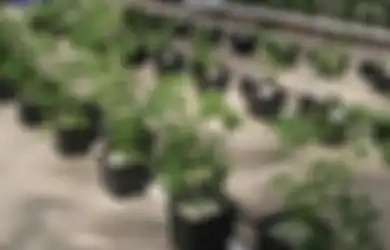 Agar Sukses, Pertimbangkan 5 Hal Ini sebelum Berkebun Ala Hidroponik