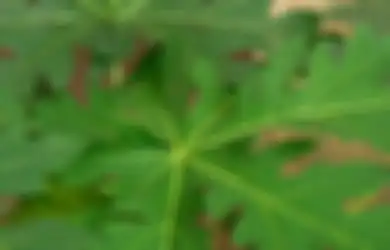 Jadi Obat Alami, Daun Pepaya Punya 10 Manfaat Kesehatan Ajaib Ini!
