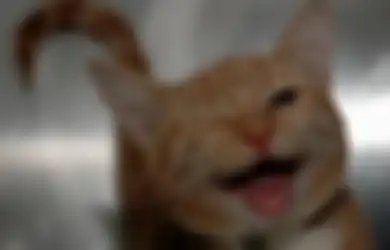 Pengin Adopsi Kucing/Anjing? Ini 4 Rekomendasi Tempat Adopsi Hewan di Jakarta!