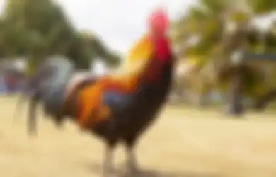 Sering Dikatikan dengan Hal-hal Mistis, Ternyata Begini Penjelasan Arti Mitos Ayam Berkokok Malam-malam Secara Ilmiah