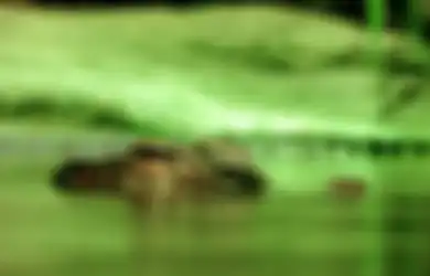 Lagi Asik Intai Lokasi Mancing Lewat Google Maps, Karyawan RRI Ini Kaget Bukan Kepalang Temukan Sesosok Buaya Raksasa Panjangnya 15 Meter: Kapal Itu 12 Meter, Buayanya Lebih Panjang Lagi
