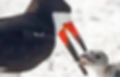 Miris, Induk Burung Ini Terekam Kamera Beri Makan Anaknya Puntung Rokok