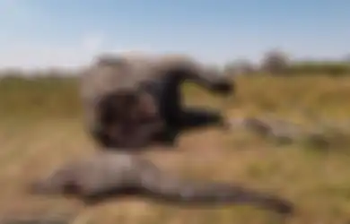 Foto-foto Tragis Ini Tunjukkan Karma Pada Pemburu Satwa Liar, Mati Dilahap Singa Hingga Diinjak Gajah