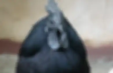 Bukan Cuma Ngundang Apes, 4 Mitos Ayam Cemani Sering Dikaitkan dengan Hal Gaib Ini