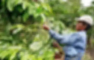 Pohon Kopi Seperti Apa Sih? Foto-foto Berikut Beri Cerita Lengkapnya