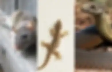 Simak 10+ Cara Mengusir Ular, Cicak dan Tikus di Rumah, 'Hindari Menumpuk Barang' 