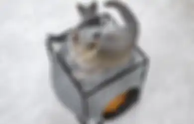 Hilangkan Bau Kencing Kucing dengan Baking Soda atau Bubuk Kopi, Ini Triknya! 