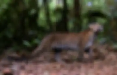 Macan Tutul Datangi Rumah Warga, Apa Strategi Petugas Agar Tak Terjadi Konflik di Ruang Sesak? Lihat Foto-fotonya 