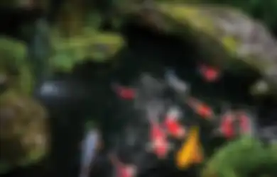 Beruntung dan Cuan Terus, 5 Barang Ini Wajib Ada di Rumah Kita!