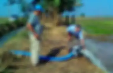 Kemarau Panjang Menyerang, Persawahan di Brebes Tetap Bisa Mengairi Sawahnya. Foto-foto Ini Buktinya