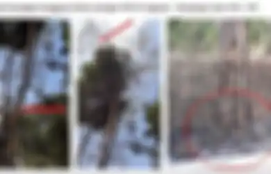 Apakah Benar Pohon Sengong Biang Kerok Padamnya Listrik Massal? Foto-Foto Ini Beri Jawabannya