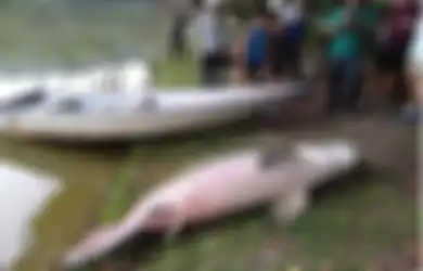 Bikin Orang-orang Heran, Bagaimana Bisa Ikan Raksasa 2,4 Meter Asal Sungai Amazon yang Hampir Punah Ini Ditemukan Mati di Danau Malaysia?