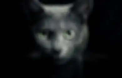 Kok Mata Kucing Seperti Menyala di Tempat Gelap? Ini Penjelasannya!
