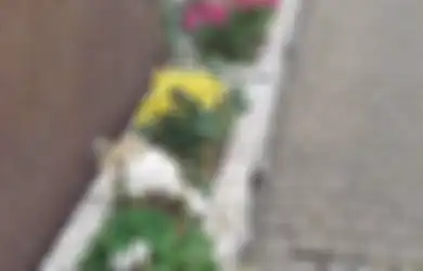 Potscaping, Sajian Taman dalam Pot , Jenis Tanaman Apa yang Cocok?