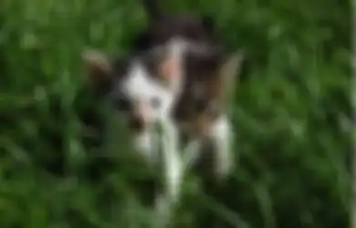 Jangan Sembarang Taruh! 3 Benda di Pekarangan Ini Bahaya Buat Kucing!