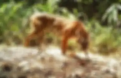 Jawaban Ide Pokok Paragraf Bacaan Beragamnya Flora dan Fauna Indonesia