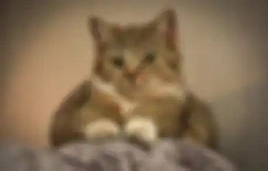 Bukan Hanya Karena Stres, Ini Alasan Kucing Menggaruk hingga Merusak Sofa