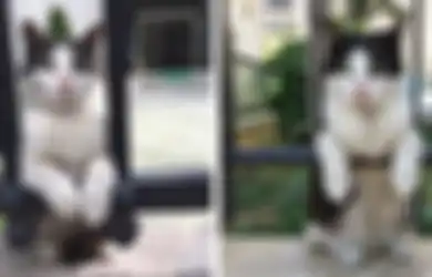 Kucing Suka Lihat Jendela, Alasannya Bisa Karena Nunggu Kamu Pulang!