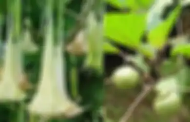 Heboh Buah Kecubung Bisa Bikin Mabuk. Banyak Disalahgunakan Remaja!