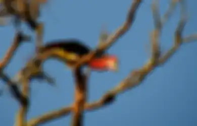 Burung Purba ini Bisa Hidup Puluhan tahun, Saat Ini Jumlahnya Hanya Hitungan Jari. Foto-Foto Ini Kisahkan Hidupnya