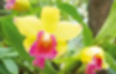 Mau Berkebun Anggrek? Kenali 4 Jenis Anggrek sesuai Tempat Tumbuh
