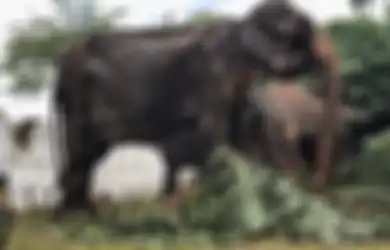 Ingat Tikiri, Gajah Tinggal Tulang dan Kulit yang Foto-fotonya Bikin Marah Netizen Seluruh Dunia? Begini Nasib Akhirnya yang Berujung Tragis