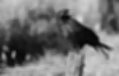 Makna Mitos Burung Gagak di Atap Rumah, Benarkah Pertanda Kematian?
