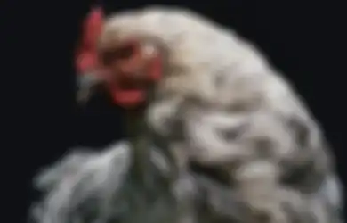 Tanda Apa Ayam Berkokok Malam-malam? Kerap Dikira Setan Lewat Hingga Kehamilan, Terungkap Inilah Arti yang Sebenarnya
