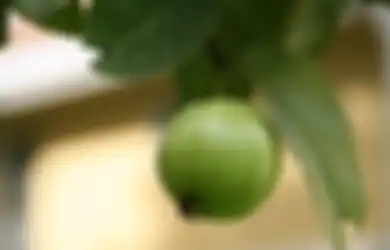 Coba Tanam Jambu Biji di Pekarangan Rumah, Air Rebusannya Bisa Atasi Sederet Masalah Kulit dari Jerawat Sampai Keriput!