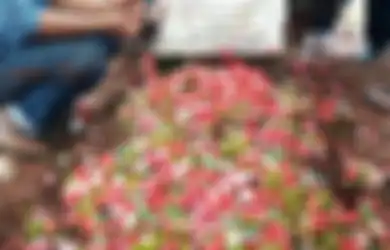 Innalillahi Wa Innailaihi Rojiun, Diantar Ratusan Driver Ojek Online ke Peristirahatan Terakhirnya, Artis Legendaris Ini Sempat Minta Gado-gado Beberapa Jam Sebelum Meninggal Dunia