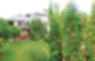 Bebas Polusi, Ini 5 Tanaman Penyejuk Rumah yang Dapat Halau Cuaca Panas