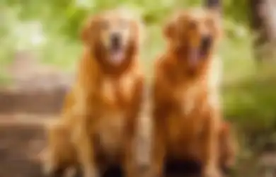 Mau Cepet Match di Dating App? Studi Anjurkan Lo Pasang Foto Anjing