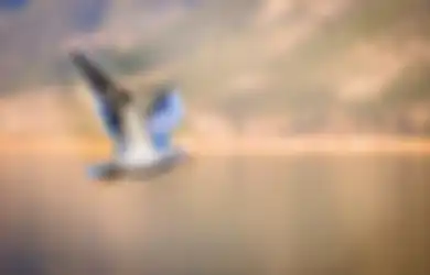 Pertanda Rezeki Akan Datang? Ini Arti Mitos Kejatuhan Kotoran Burung